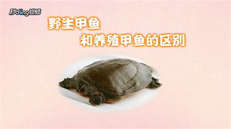 麻辣小甲鱼,中国菜系,食品餐饮,摄影,汇图网www.huitu.com
