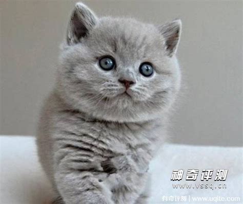 英短蓝白猫多少钱一只算是正常价格？_猫咪