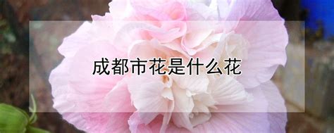 成都的市花是什么花,西安的市花,上海市花是什么_大山谷图库