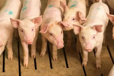 养猪效益低怎么办？实战养猪经验，养好猪要注意这三个问题！