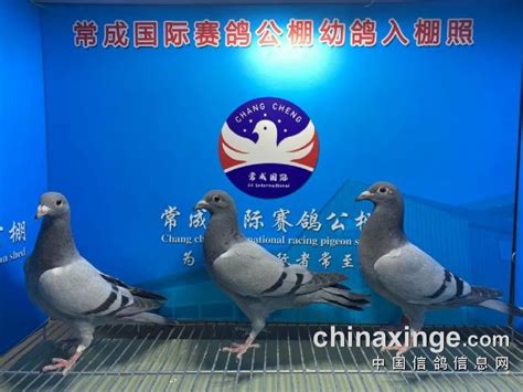 星辉国际赛鸽公棚 - 鸽友圈 - 中国信鸽信息网