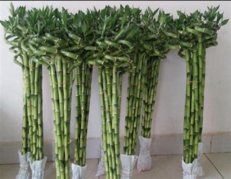 富贵竹怎么养才能更旺盛，富贵竹的养殖方法 —【发财农业网】