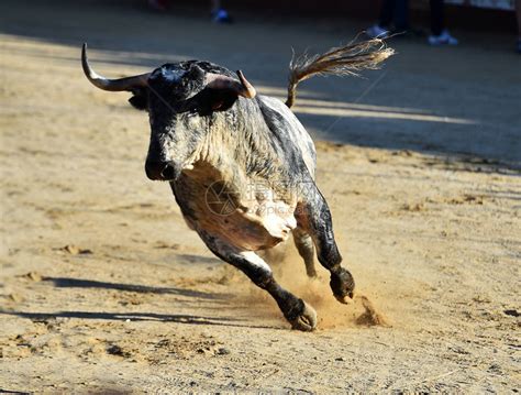 一头愤怒的公牛大角奔跑在西高清图片下载-正版图片506372268-摄图网