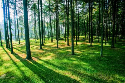 贵阳提升环城林带森林质量，这些区域将受益！-贵阳网