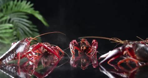 小龙虾怎么放存活时间长，如何使龙虾长期不死|admin_人人点