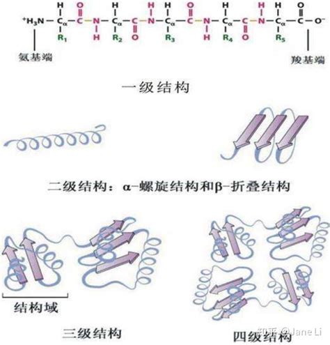 蛋白质三级结构图册_360百科