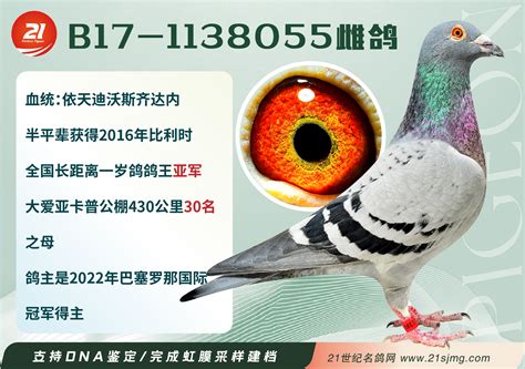 【观赏鸽】成年鸽一对 -- 老北京观赏鸽