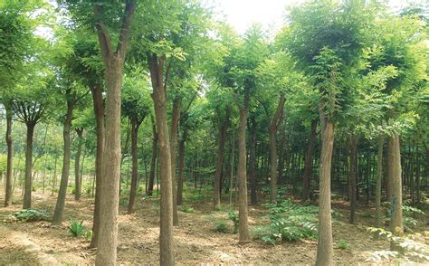 花卉苗圃1_成都绿之艺园林景观工程有限公司
