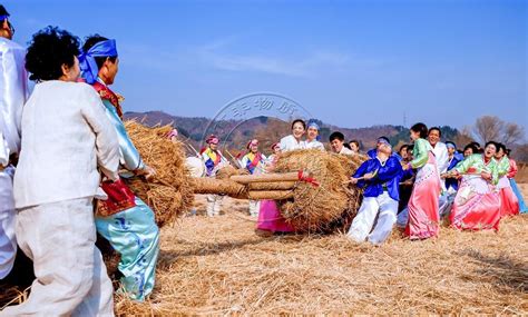 朝鲜族拔草龙-体育非物质文化遗产