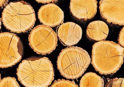 知识：木材中的水分，可分为3类—自由水、吸着水和化合水_饱和点