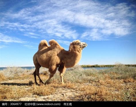草原骆驼摄影图片-草原骆驼摄影作品-千库网