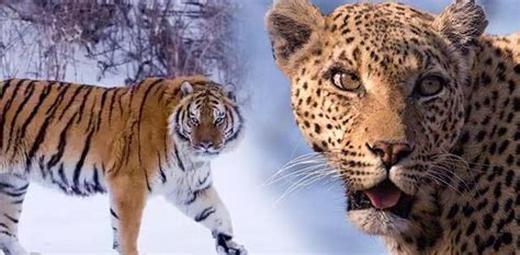 美洲虎、美洲豹（现存第三大的猫科动物） - 胖萌舍宠物网
