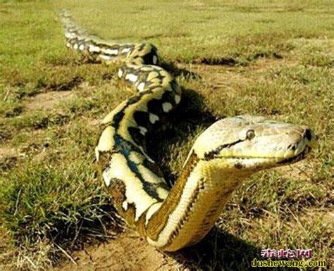 巨蛇图片_蛇的图片_毒蛇网