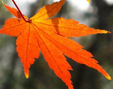 秋天的枫叶，东北秋色，秋天的树叶与森林—高清视频下载、购买_视觉中国视频素材中心