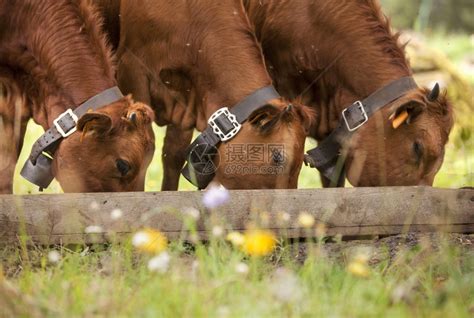 草原上河边的牛群高清图片下载-正版图片500467261-摄图网