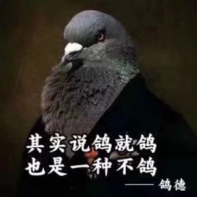 如何把鸽子训送信-天下鸽问-ask.chinaxinge.com