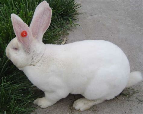 獭兔怎么养？獭兔的养殖管理注意事项 - 养殖技术 - 第一农经网
