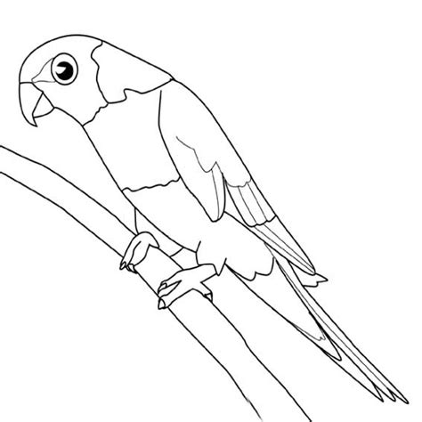 站在枝头的鹦鹉怎么画简笔画 - 育才简笔画