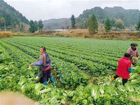 振兴|酉阳：打造高标准高品质蔬菜产业基地 - 上游新闻·汇聚向上的力量