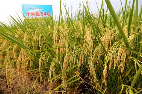 江油2万余亩水稻制种实现机械化授粉 _江油市人民政府
