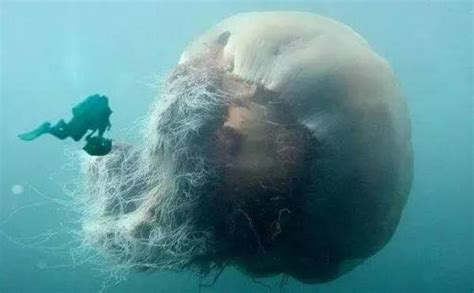 世界上最大的水母，北极霞水母（触手150根/长达40余米）_小狼观天下