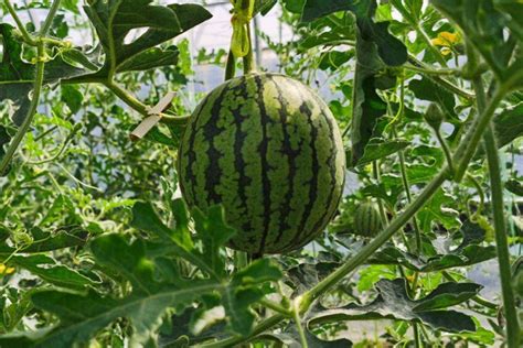 [西瓜种子]西瓜种子图片_催芽_种植方法-花园植物-藤本月季网