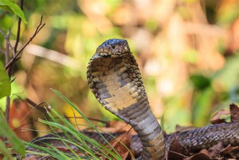 世界上最毒的蛇: 十大毒蛇排名