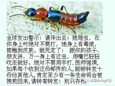广西这种常见的虫子太可怕了，被它咬了之后竟会……_毒虫