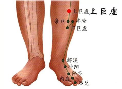 虚里的准确位置图图片 虚里的准确位置图图片