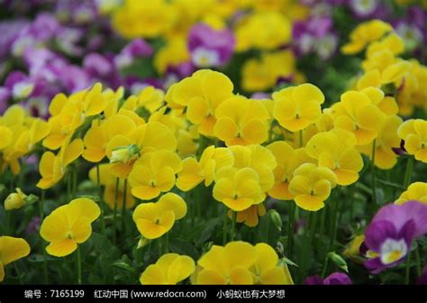 黄色的三色堇高清图片下载_红动中国
