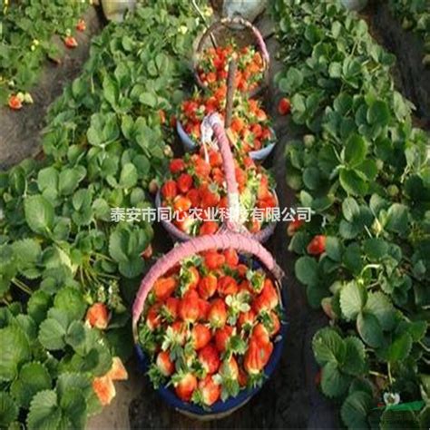 基地大量种植四季草莓苗 红颜草莓苗 章姬草莓苗 品种全草莓苗-阿里巴巴