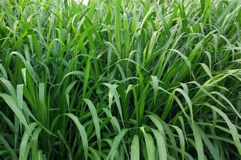 耐寒又高产的牧草 多年生耐旱饲草品种-长景园林网