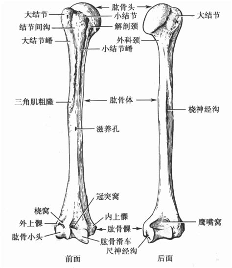上肢骨骼解剖图图片