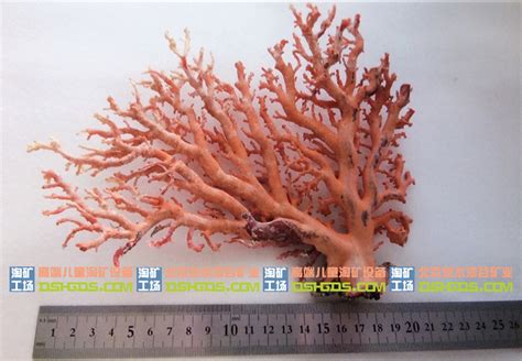 桃色珊瑚简介_桃色珊瑚形态特征_桃色珊瑚分布_桃色珊瑚鉴别-珊瑚图鉴-金投珠宝-金投网