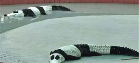 印度屡次向中国求借大熊猫遭拒，卡塔尔却一次成功？背后有何原因 - 知乎