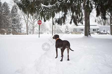 冬天下雪时的西班牙马鞭宠物小狗动物獒犬爪子朋友哺乳动物院子毛皮雪堆高清图片下载-正版图片320742968-摄图网