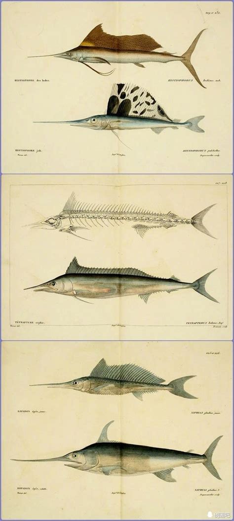 鱼 · 图谱——世界珍藏版海洋生物图谱
