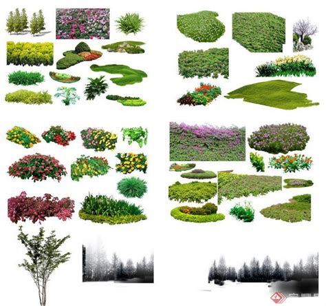 灌木效果图,灌木图片大全,52种常见灌木图片名称_大山谷图库