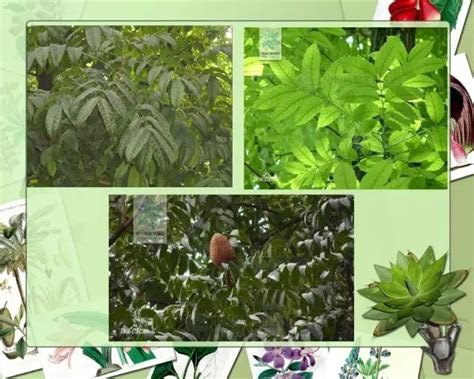 干货：常见园林植物种类及搭配示例-企业官网
