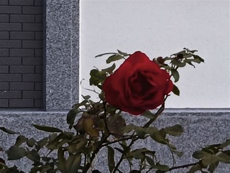 海绵星 的想法: 玫瑰到了花期，师哥，我想你了 #碎玉投珠… - 知乎