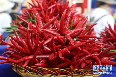 第7届贵州·遵义国际辣椒博览会 色香味都来“辣”-新华网
