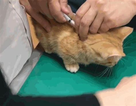 医生还没给猫咪打针呢，它就开始嗷嗷直叫，吓得都成了表情包呀！