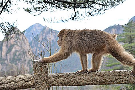黔灵山庐山的猕猴黄山短尾猴,陆地动物,动物摄影,摄影素材,汇图网www.huitu.com