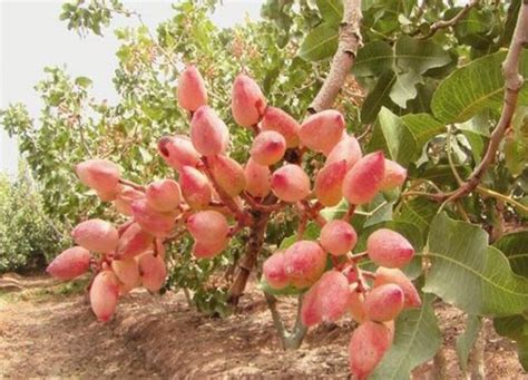 果树所苹果新品种“华庆”通过农业部登记