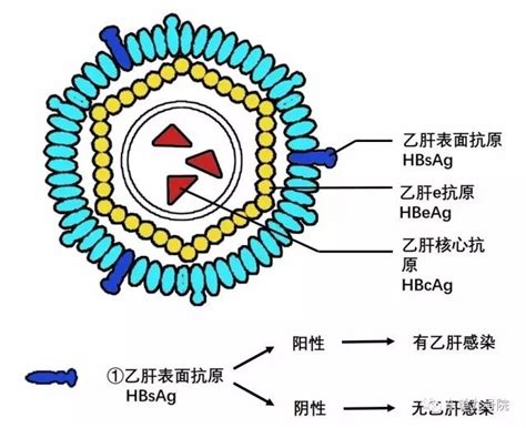 乙肝深度测序，HBVRNA，反映cccDNA核心抗原转录活性|乙肝|抗原|血清_新浪新闻