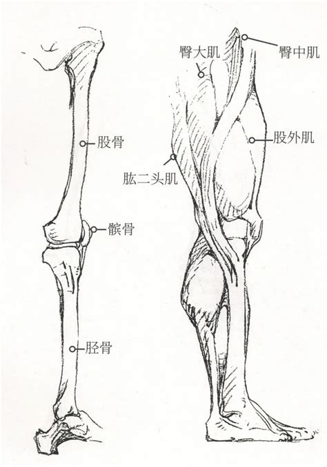 大腿浅静脉解剖示意图-人体解剖图,_医学图库