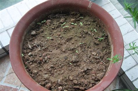 植物如何配土？附:4种简易培养土配方