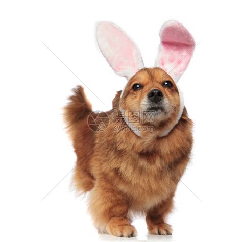 长着粉红兔子耳朵的可爱而兴奋的棕色梅蒂斯狗在站白色高清图片下载-正版图片505208060-摄图网