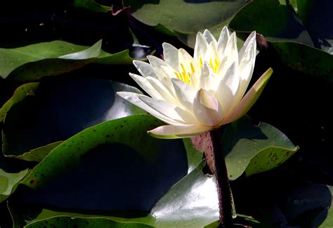 池塘中美丽的白莲高清图片下载-正版图片321654470-摄图网