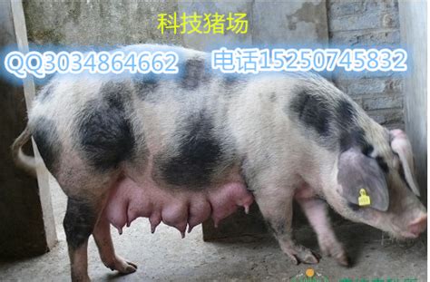 白城仔猪多少钱一斤_出售苗猪_江苏科技猪场